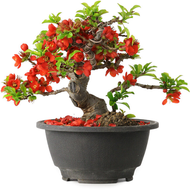 Chaenomeles speciosa, 16 cm, ± 25 years old