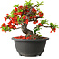 Chaenomeles speciosa, 16 cm, ± 25 años