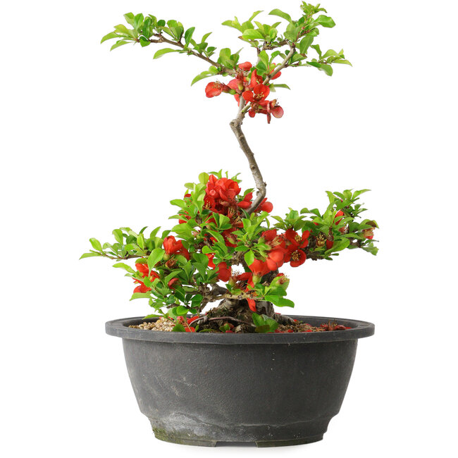 Chaenomeles speciosa, 24 cm, ± 25 Jahre alt