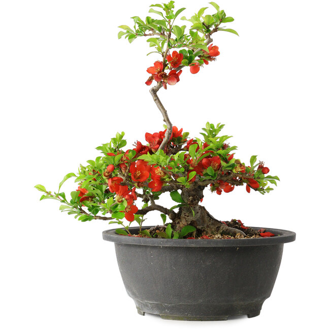 Chaenomeles speciosa, 24 cm, ± 25 años