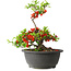 Chaenomeles speciosa, 24 cm, ± 25 years old