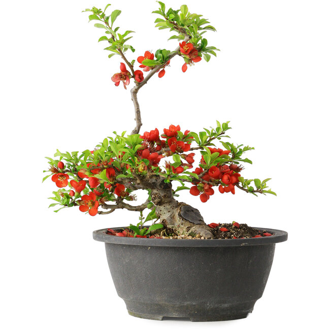 Chaenomeles speciosa, 24 cm, ± 25 years old