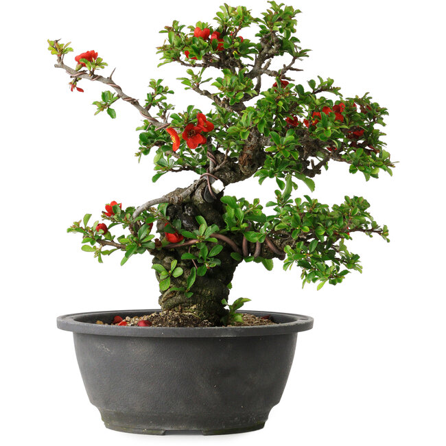 Chaenomeles speciosa, 24,5 cm, ± 25 years old