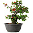 Chaenomeles speciosa, 24,5 cm, ± 25 years old