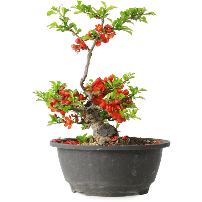 Chaenomeles speciosa, 24 cm, ± 25 years old