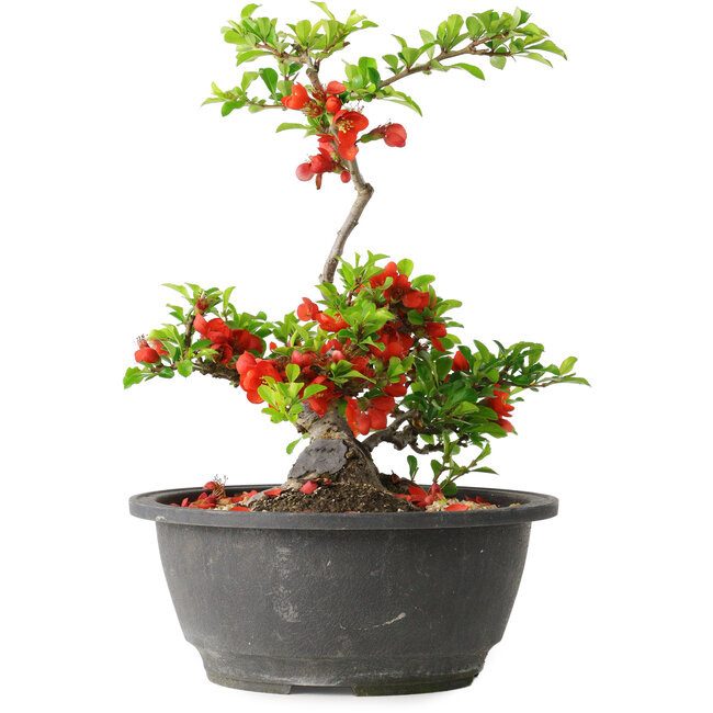 Chaenomeles speciosa, 24 cm, ± 25 jaar oud
