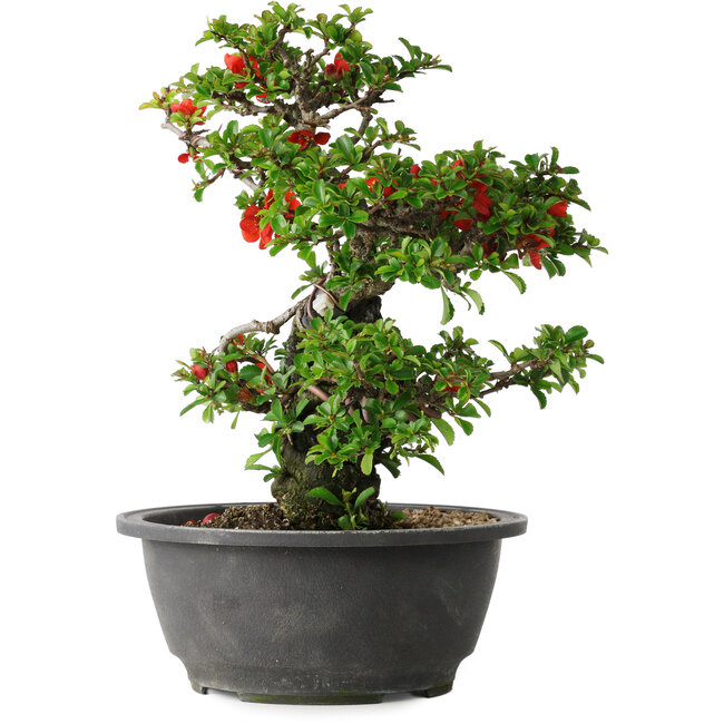 Chaenomeles speciosa, 24,5 cm, ± 25 jaar oud