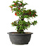 Chaenomeles speciosa, 24,5 cm, ± 25 years old