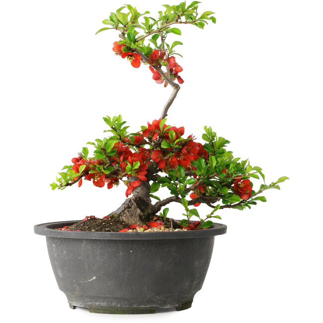Chaenomeles speciosa, 24 cm, ± 25 años