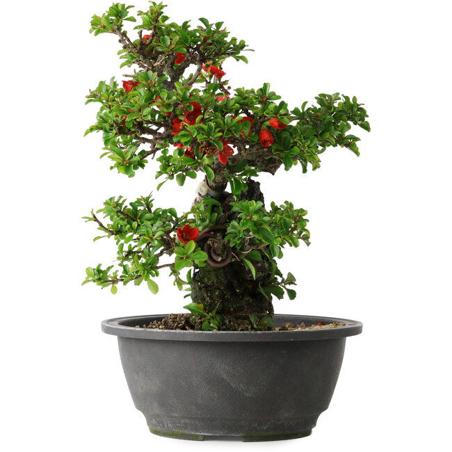 Chaenomeles speciosa, 24,5 cm, ± 25 años