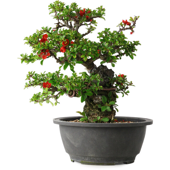 Chaenomeles speciosa, 24,5 cm, ± 25 Jahre alt
