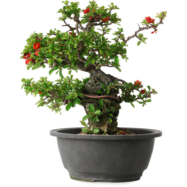 Chaenomeles speciosa, 24,5 cm, ± 25 years old