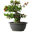 Chaenomeles speciosa, 24,5 cm, ± 25 years old