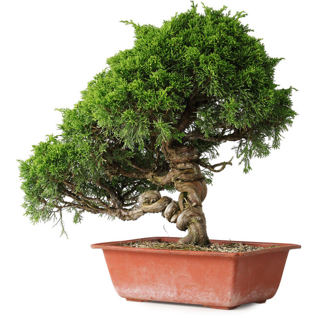 Chaenomeles speciosa, 24,5 cm, ± 25 Jahre alt