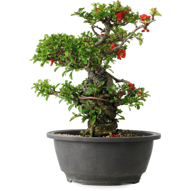 Chaenomeles speciosa, 24,5 cm, ± 25 años