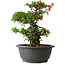 Chaenomeles speciosa, 24,5 cm, ± 25 years old