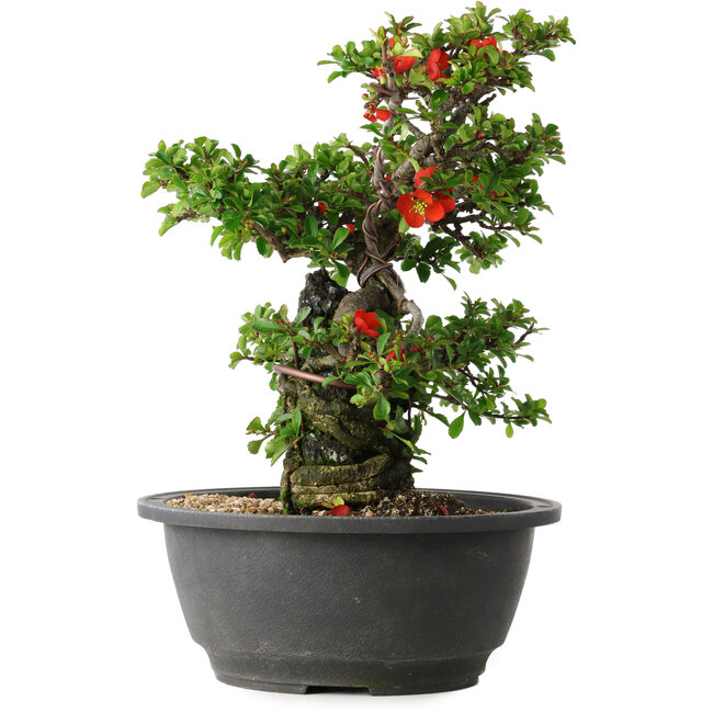Chaenomeles speciosa, 24,5 cm, ± 25 years old