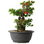Chaenomeles speciosa, 24,5 cm, ± 25 years old