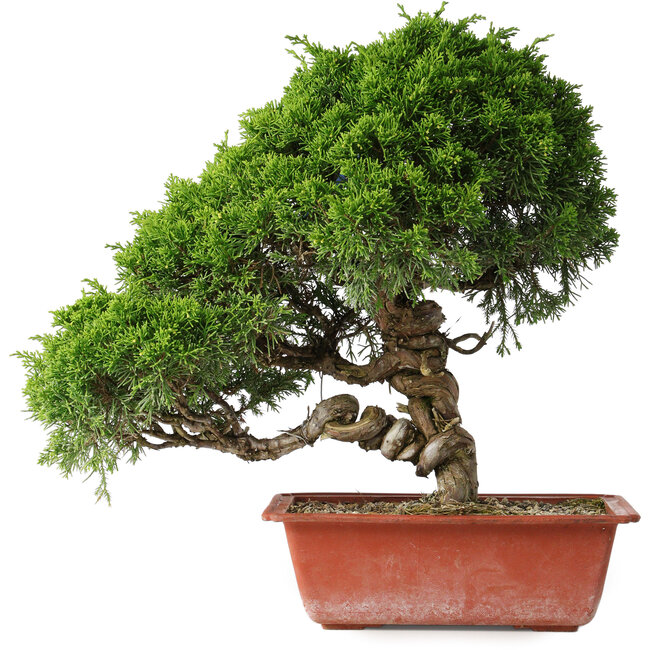 Juniperus chinensis Itoigawa, 35 cm, ± 30 jaar oud