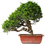 Juniperus chinensis Itoigawa, 35 cm, ± 30 jaar oud
