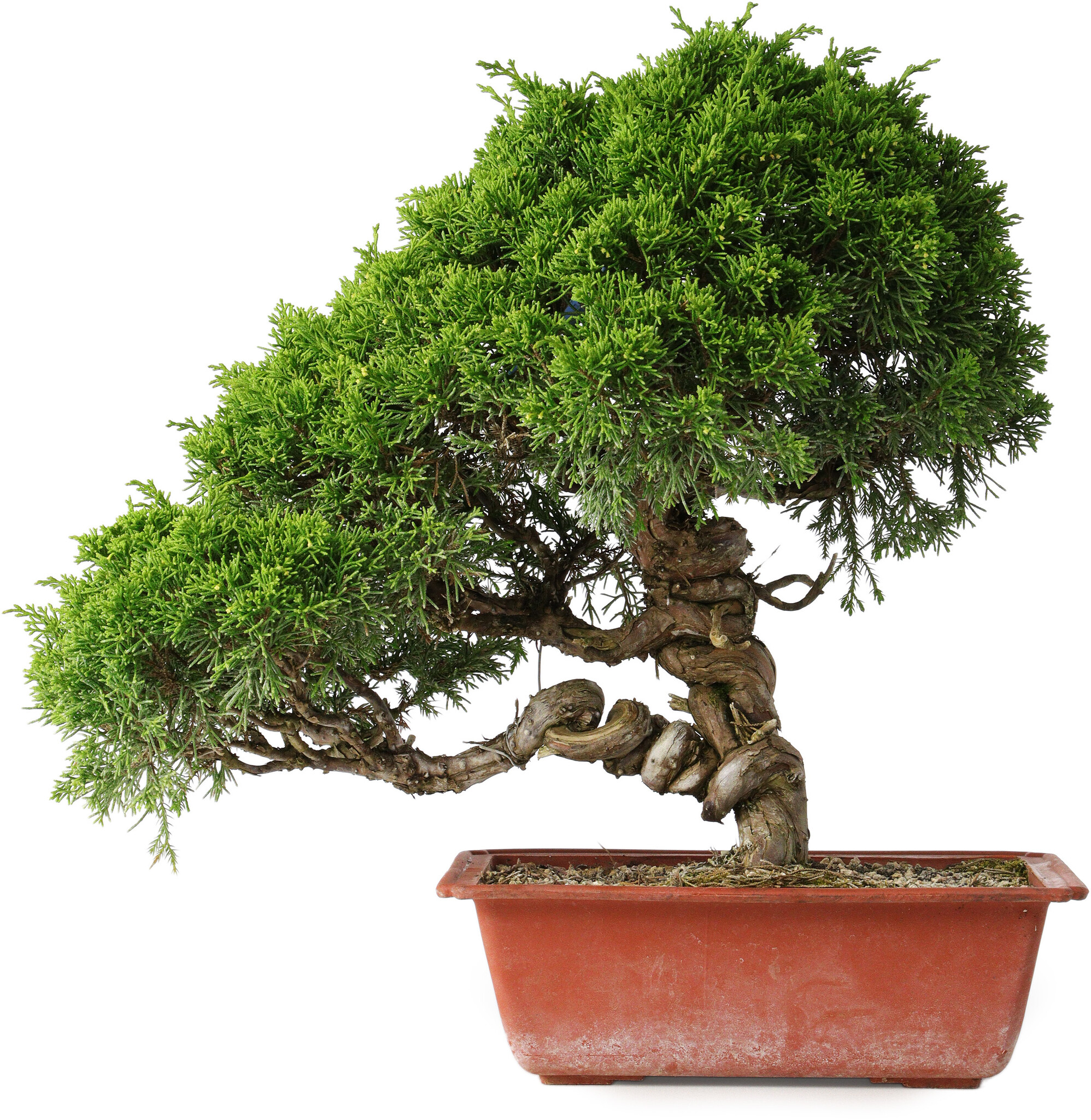 Saflax Bonsai - Chinese Jeneverbes, 1 Verpakking - België Saflax Bonsai - Chinese Jeneverbes, 1 Verpakking - België