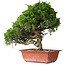 Juniperus chinensis Itoigawa, 35 cm, ± 30 jaar oud