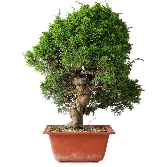 Juniperus chinensis Itoigawa, 35 cm, ± 30 Jahre alt