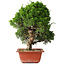 Juniperus chinensis Itoigawa, 35 cm, ± 30 jaar oud