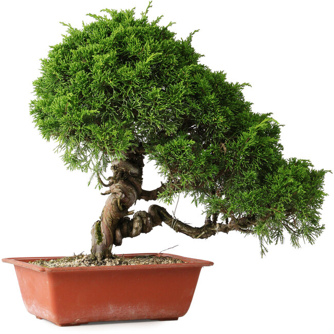 Juniperus chinensis Itoigawa, 35 cm, ± 30 Jahre alt