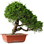 Juniperus chinensis Itoigawa, 35 cm, ± 30 jaar oud