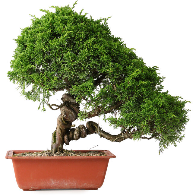 Juniperus chinensis Itoigawa, 35 cm, ± 30 Jahre alt