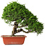 Juniperus chinensis Itoigawa, 35 cm, ± 30 jaar oud