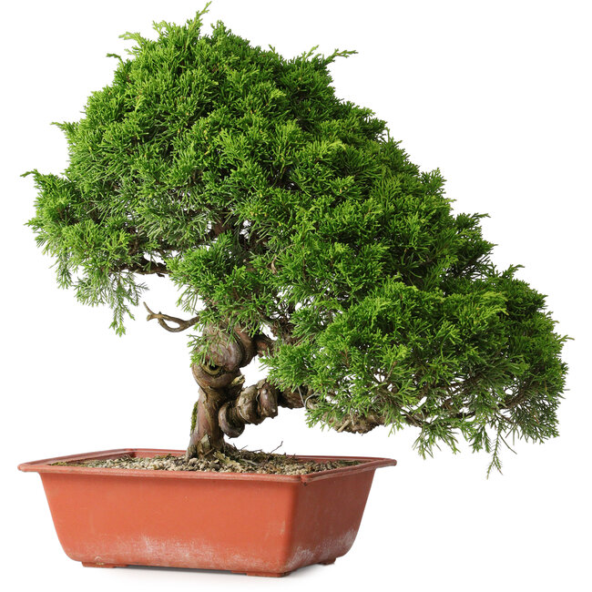 Juniperus chinensis Itoigawa, 35 cm, ± 30 years old