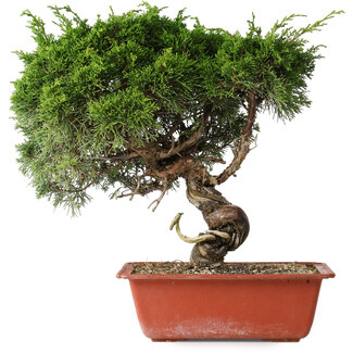 Juniperus chinensis Itoigawa, 33 cm, ± 30 jaar oud