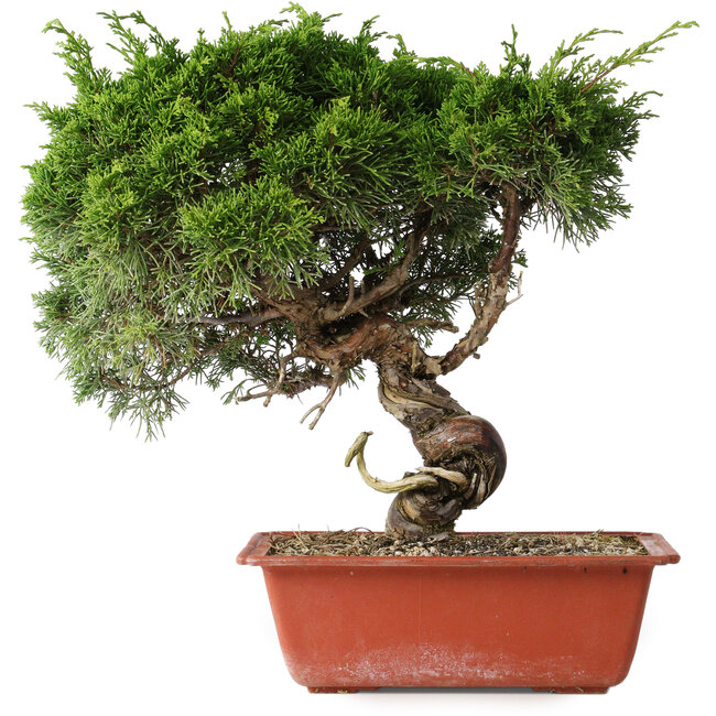 Juniperus chinensis Itoigawa, 33 cm, ± 30 jaar oud