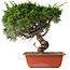 Juniperus chinensis Itoigawa, 33 cm, ± 30 jaar oud