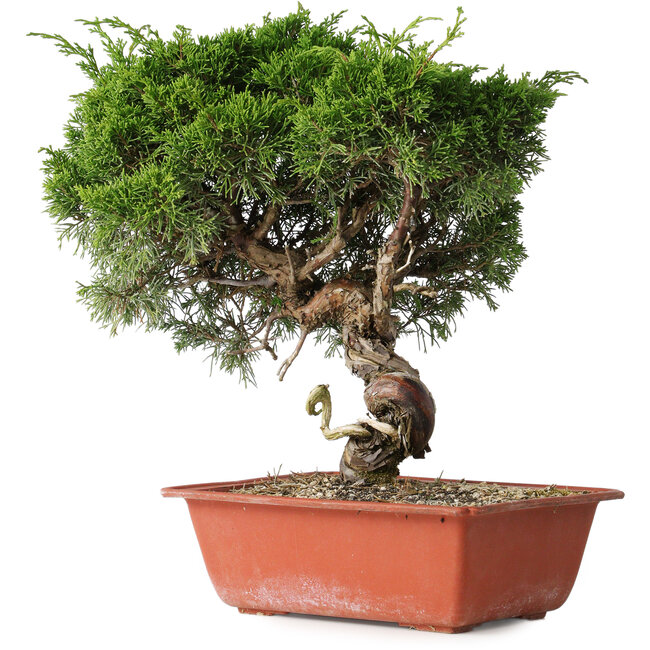 Juniperus chinensis Itoigawa, 33 cm, ± 30 jaar oud