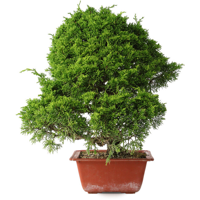 Juniperus chinensis Itoigawa, 35 cm, ± 30 anni
