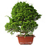 Juniperus chinensis Itoigawa, 35 cm, ± 30 jaar oud