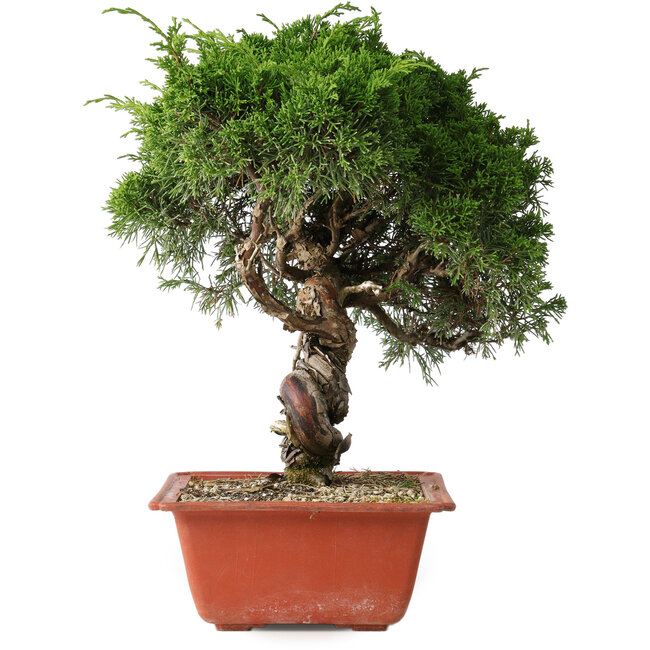 Juniperus chinensis Itoigawa, 33 cm, ± 30 años