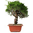 Juniperus chinensis Itoigawa, 33 cm, ± 30 jaar oud
