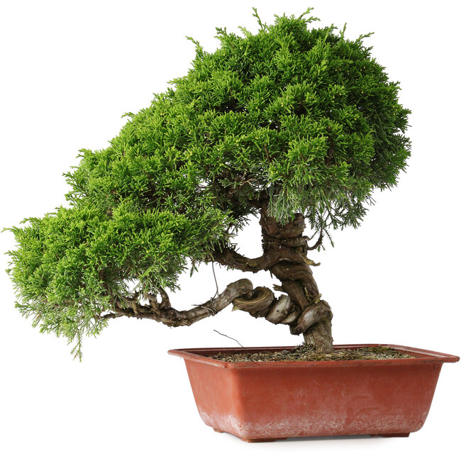 Juniperus chinensis Itoigawa, 35 cm, ± 30 ans