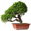 Juniperus chinensis Itoigawa, 35 cm, ± 30 jaar oud