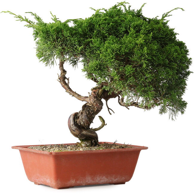 Juniperus chinensis Itoigawa, 33 cm, ± 30 jaar oud