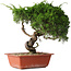 Juniperus chinensis Itoigawa, 33 cm, ± 30 jaar oud
