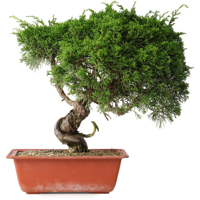Juniperus chinensis Itoigawa, 33 cm, ± 30 years old