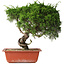 Juniperus chinensis Itoigawa, 33 cm, ± 30 jaar oud