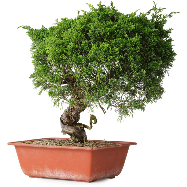 Juniperus chinensis Itoigawa, 33 cm, ± 30 Jahre alt