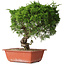 Juniperus chinensis Itoigawa, 33 cm, ± 30 jaar oud