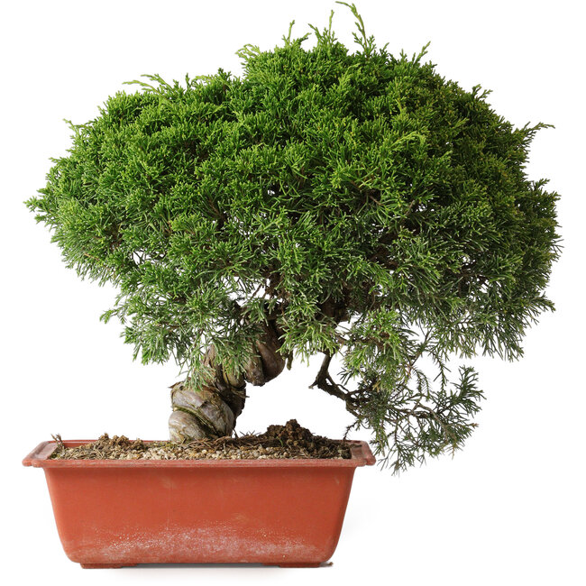 Juniperus chinensis Itoigawa, 28 cm, ± 30 jaar oud